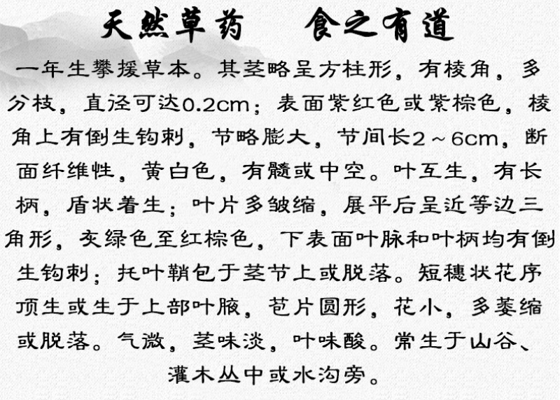 杠板归刺犁头刺白饭蛇倒退中药材中草药原料