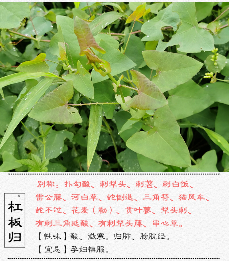 杠板归刺犁头刺白饭蛇倒退中药材中草药原料