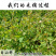 杠板归刺犁头刺白饭蛇倒退中药材中草药原料