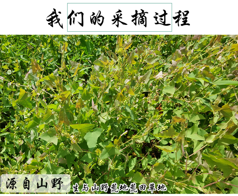 杠板归刺犁头刺白饭蛇倒退中药材中草药原料