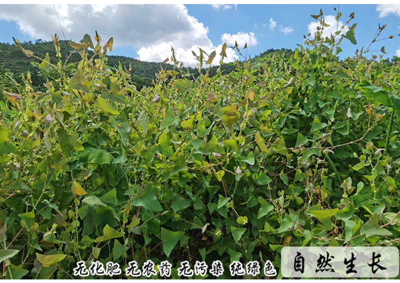 杠板归刺犁头刺白饭蛇倒退中药材中草药原料