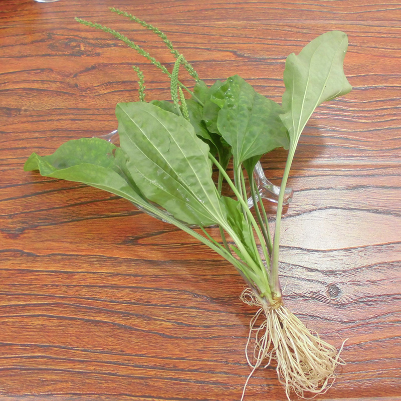 车前草平车前车轮菜中药材中草药原料批发