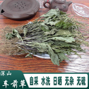 车前草平车前车轮菜中药材中草药原料批发