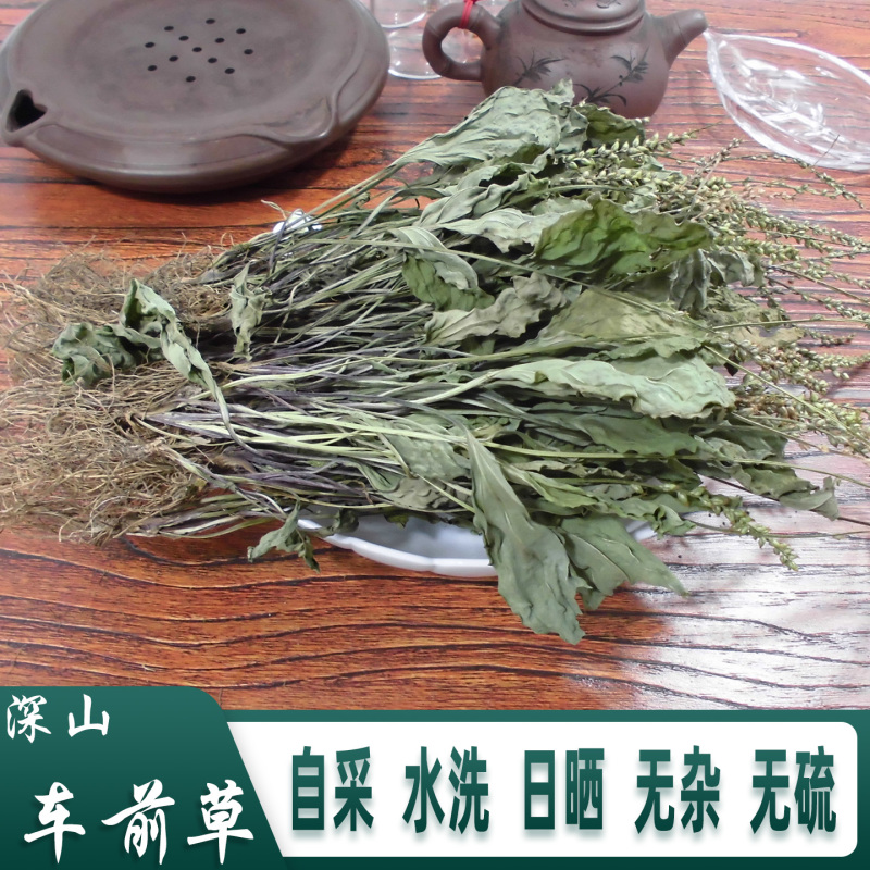 车前草平车前车轮菜中药材中草药原料批发