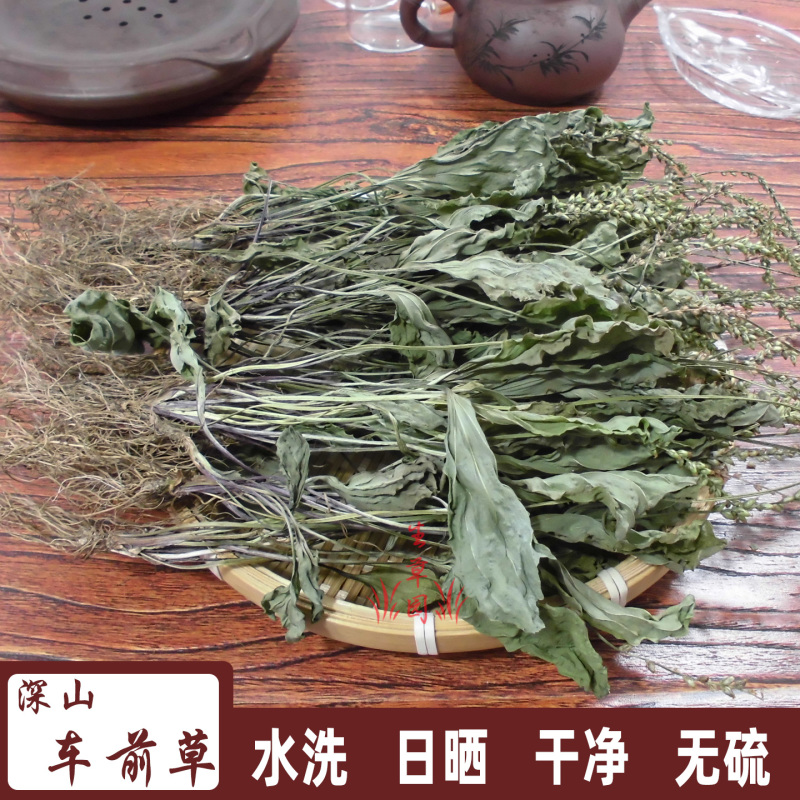 车前草平车前车轮菜中药材中草药原料批发