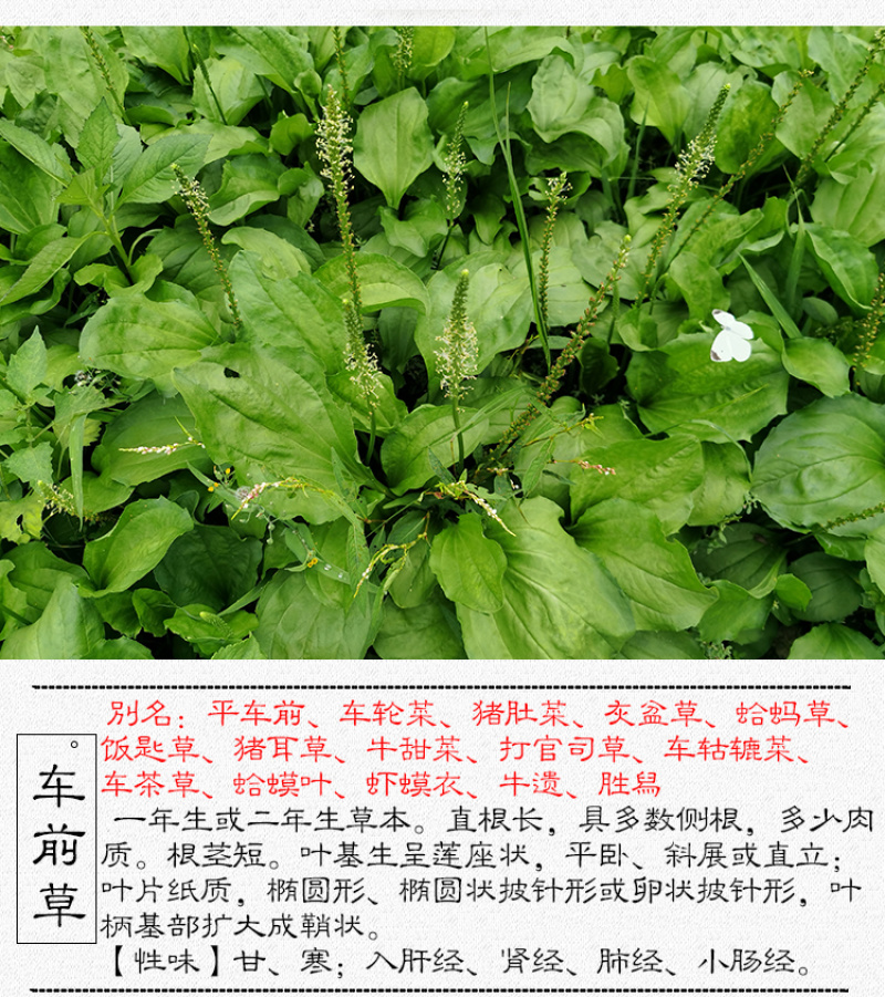 车前草平车前车轮菜中药材中草药原料批发