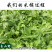 车前草平车前车轮菜中药材中草药原料批发