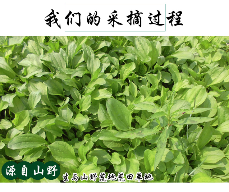 车前草平车前车轮菜中药材中草药原料批发