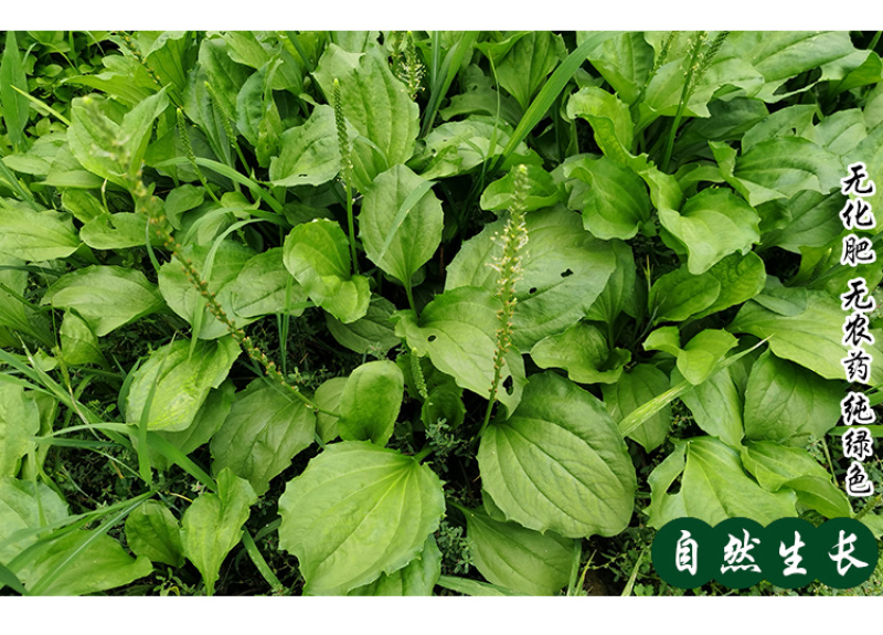 车前草平车前车轮菜中药材中草药原料批发