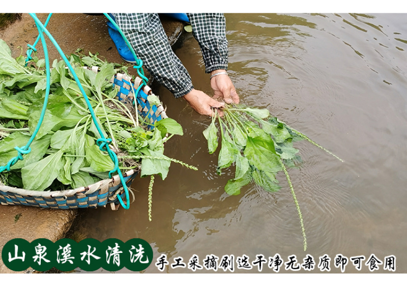 车前草平车前车轮菜中药材中草药原料批发