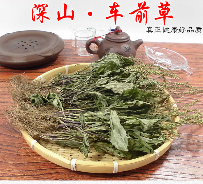 车前草平车前车轮菜中药材中草药原料批发