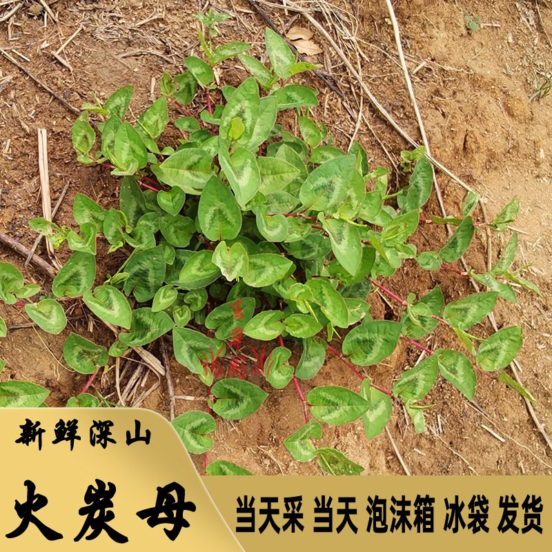 白饭藤俄美眼火炭藤中药材中草药原料批发火炭母