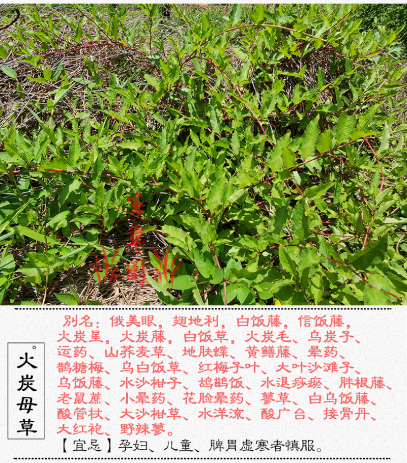 白饭藤俄美眼火炭藤中药材中草药原料批发火炭母
