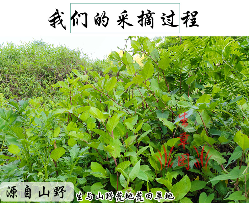 白饭藤俄美眼火炭藤中药材中草药原料批发火炭母