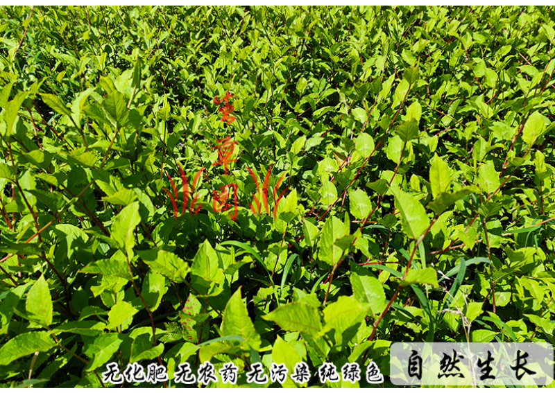 白饭藤俄美眼火炭藤中药材中草药原料批发火炭母
