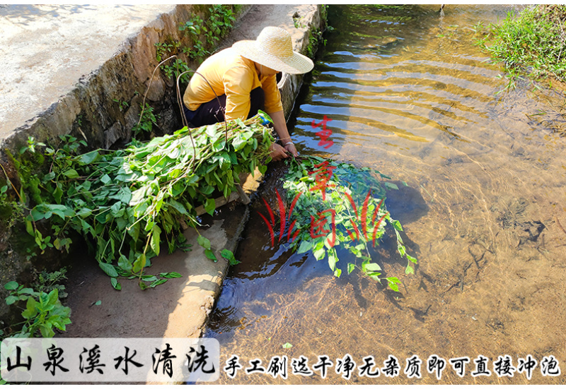 白饭藤俄美眼火炭藤中药材中草药原料批发火炭母
