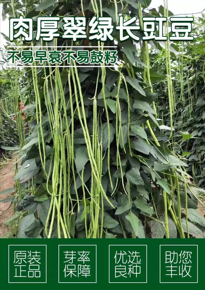 豆角种子加长型高产翻花多春秋两季豇豆种籽小叶豆角抗病优良