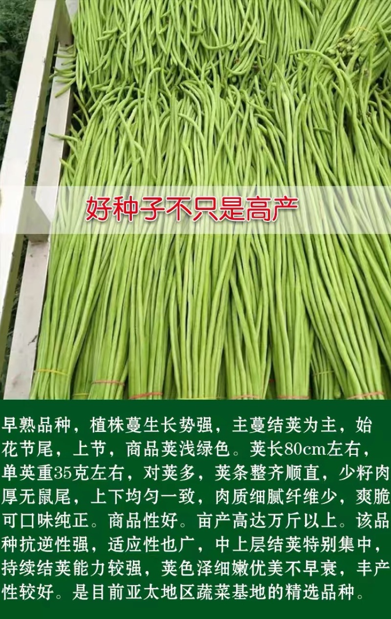 豆角种子加长型高产翻花多春秋两季豇豆种籽小叶豆角抗病优良