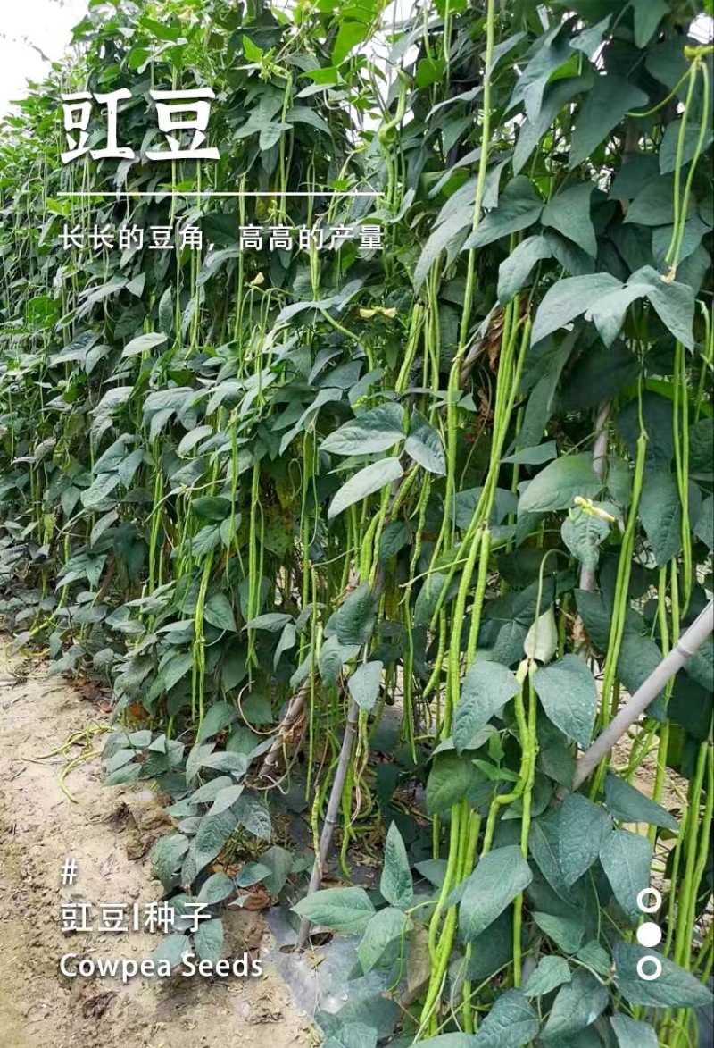 豆角种子加长型高产翻花多春秋两季豇豆种籽小叶豆角抗病优良