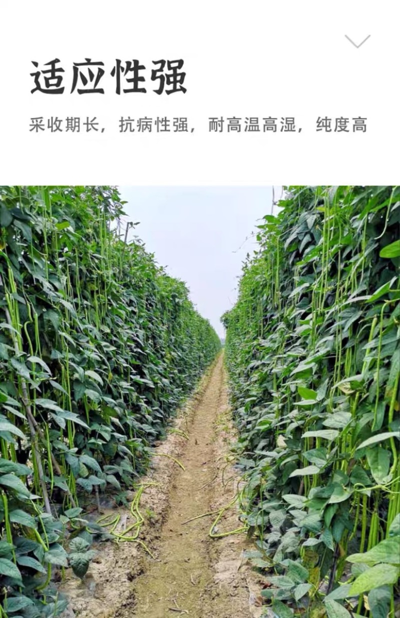 豆角种子加长型高产翻花多春秋两季豇豆种籽小叶豆角抗病优良
