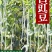 银龙一号白豆角种子白豇豆种子高产小叶三尺白豆角种籽高产抗