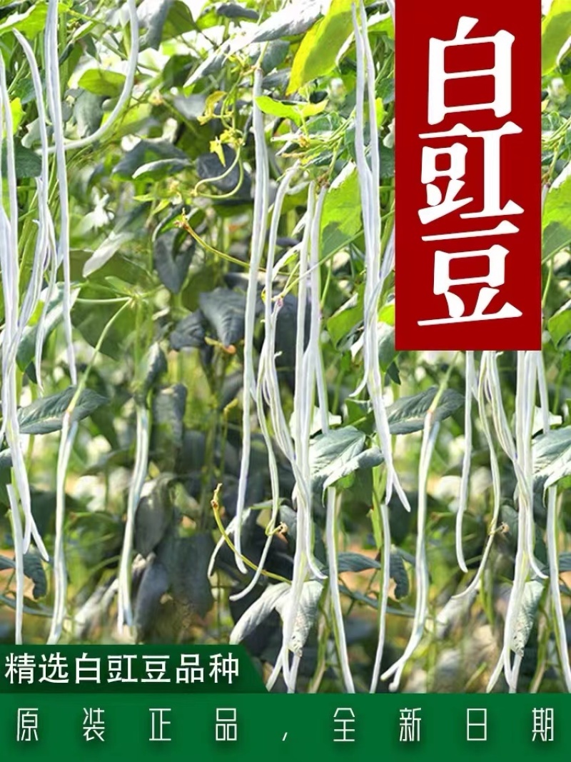 银龙一号白豆角种子白豇豆种子高产小叶三尺白豆角种籽高产抗