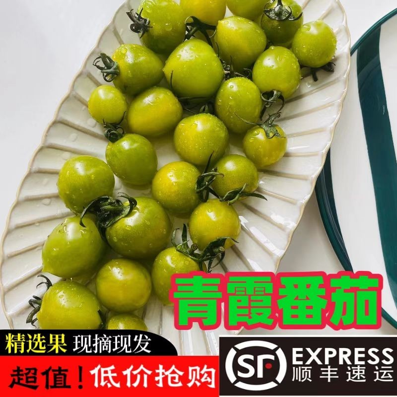 山东绿色圣女果清甜2号小番茄现摘现发顺丰超甜小西红柿爆汁