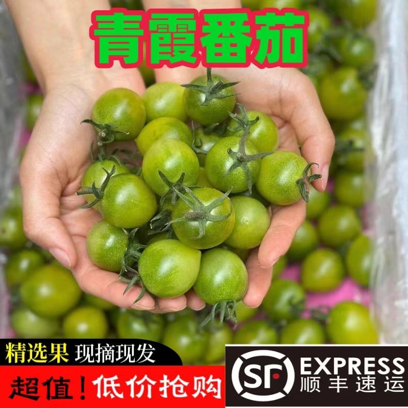 山东绿色圣女果清甜2号小番茄现摘现发顺丰超甜小西红柿爆汁