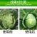 巧喜甲维盐甲氨基阿维菌素苯甲酸盐杀虫剂甘蓝小菜蛾抗性青虫