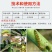 甲维盐3%甲氨基阿维菌素苯甲酸盐青虫小菜蛾杀虫剂农用正