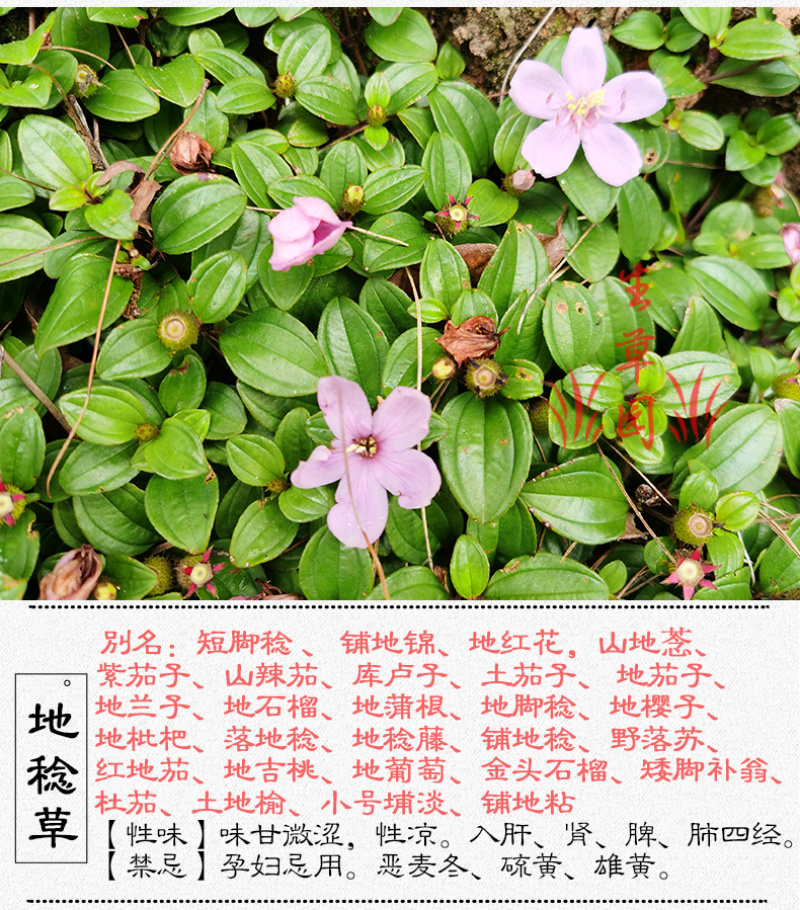山地菍铺地锦中药材中草药原料批发地稔草