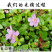 山地菍铺地锦中药材中草药原料批发地稔草