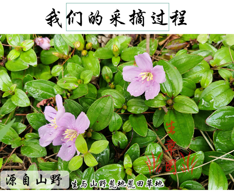 山地菍铺地锦中药材中草药原料批发地稔草