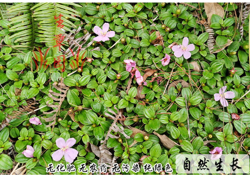 山地菍铺地锦中药材中草药原料批发地稔草