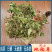 山地菍铺地锦中药材中草药原料批发地稔草