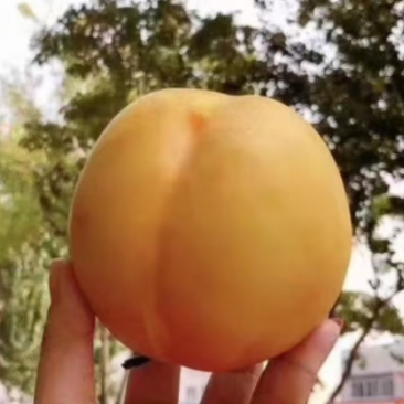万寿红黄油桃大量上市