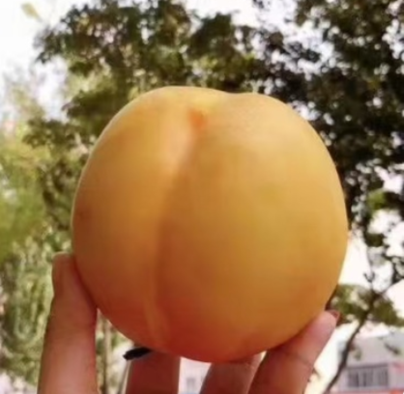 万寿红黄油桃大量上市