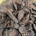 诺丽果海南诺丽果干煲汤泡茶产地货源量大从优诺丽果干货
