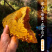 天水纯正深山土蜂蜜天然自产自销0添加百寿康旗舰店
