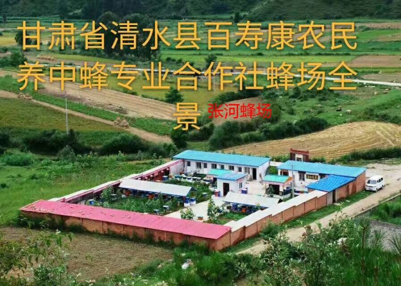 天水纯正秦岭深山洋槐花蜜天然成熟洋槐蜜0添加百寿康旗舰店