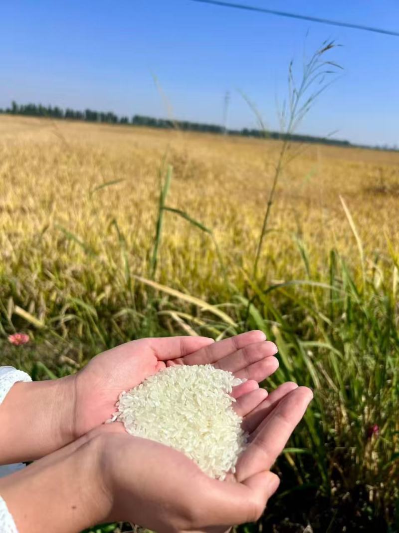 五常大米稻花香2号大米企业福利，主播带货，餐饮食堂用米