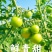 青甜小番茄，现摘现发，早餐配酸奶、脆甜多汁