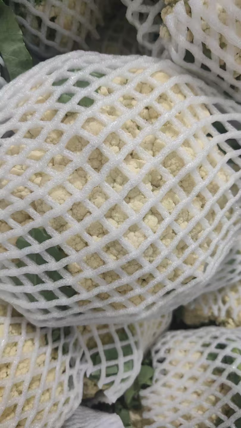 山东精品花菜大量上市产地直发价格优惠品质保证欢迎来电