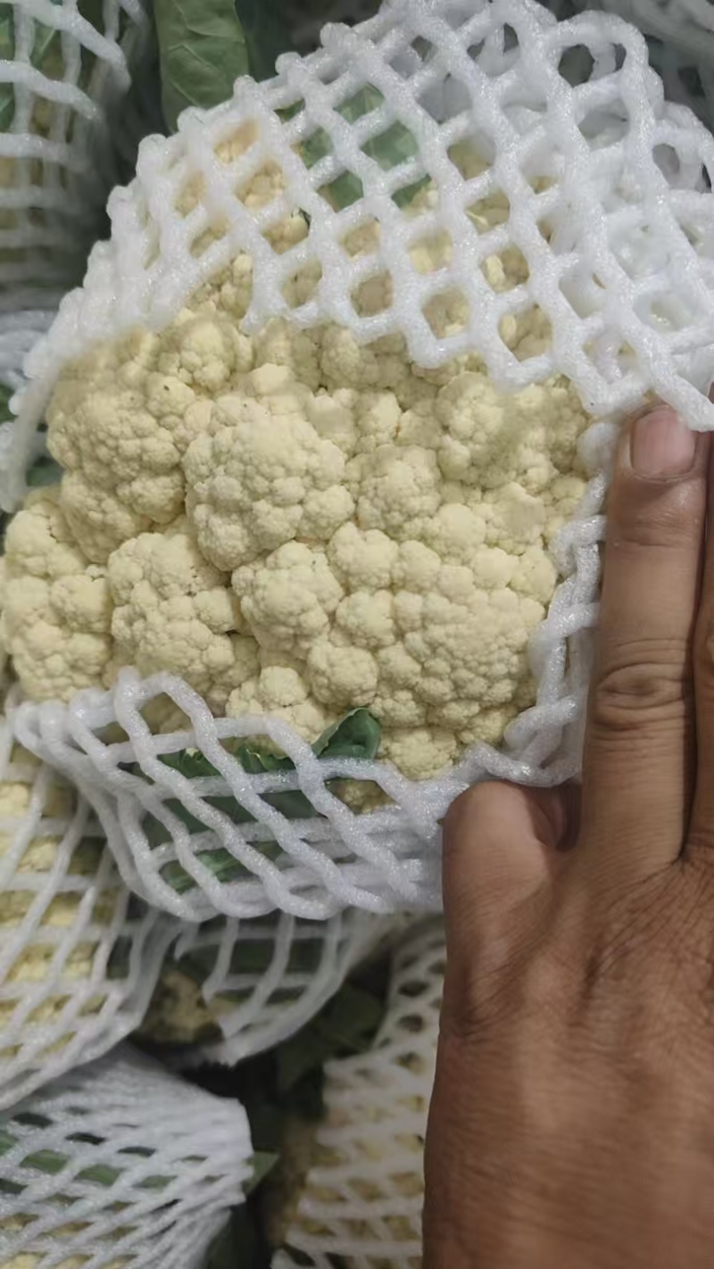 山东精品花菜大量上市产地直发价格优惠品质保证欢迎来电