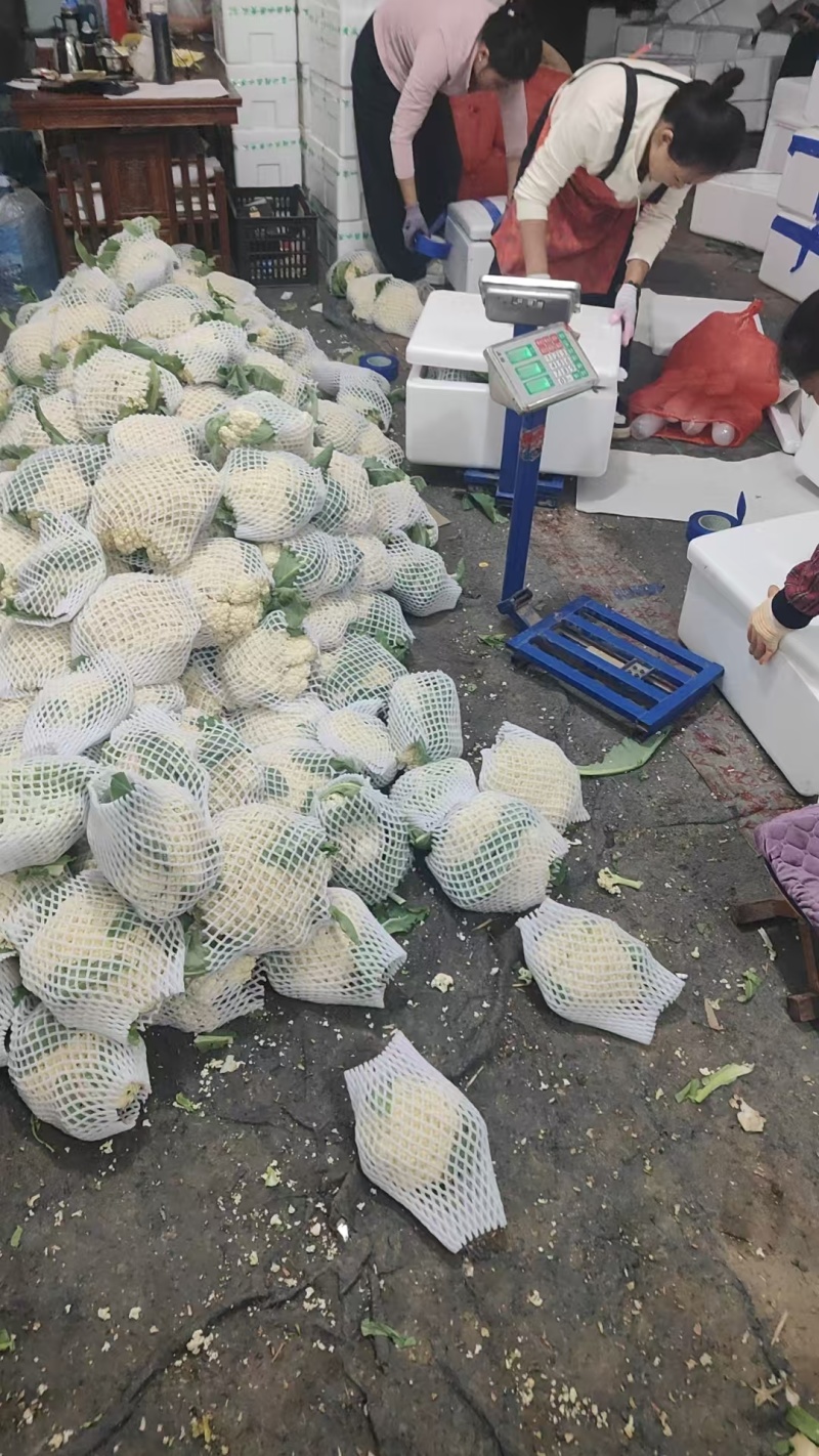山东精品花菜大量上市产地直发价格优惠品质保证欢迎来电