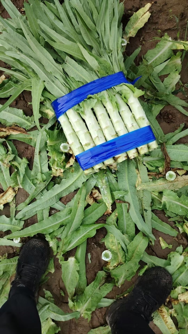 尖叶莴苣三青莴笋山东三青莴苣山东莴苣价格实惠量大价优品