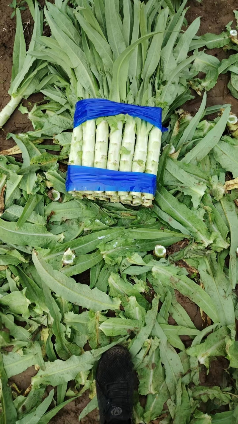 尖叶莴苣三青莴笋山东三青莴苣山东莴苣价格实惠量大价优品