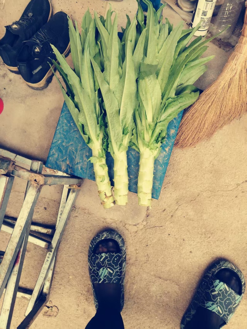 尖叶莴苣三青莴笋山东三青莴苣山东莴苣价格实惠量大价优品