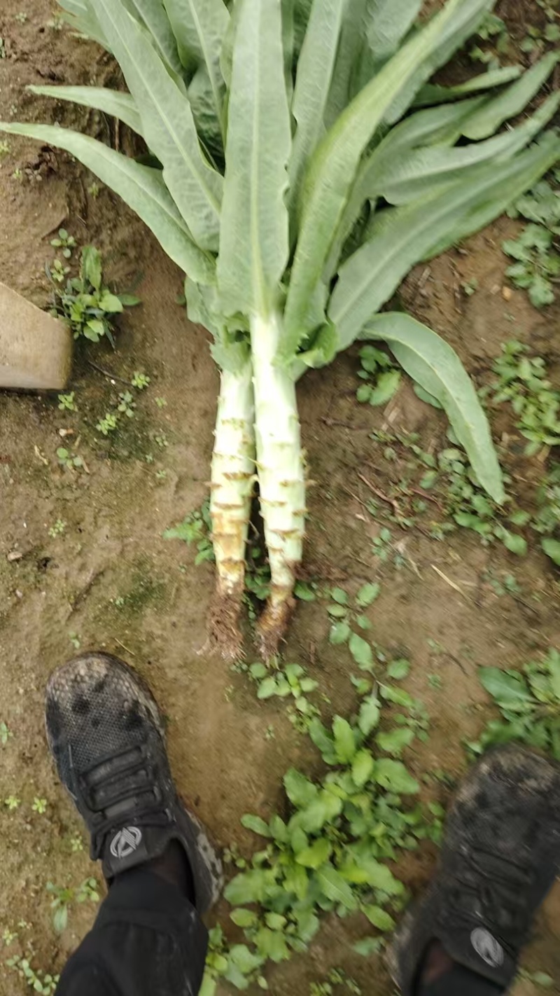 尖叶莴苣三青莴笋山东三青莴苣山东莴苣价格实惠量大价优品