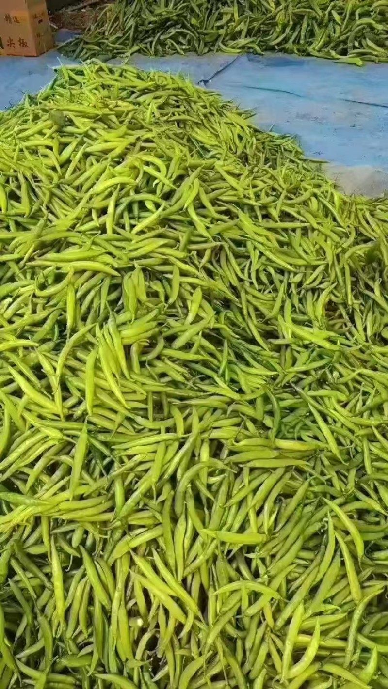 【一手货源】山东杭椒大量上市海量货源全国发货量大从优